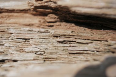 ahşap doku arkaplanı