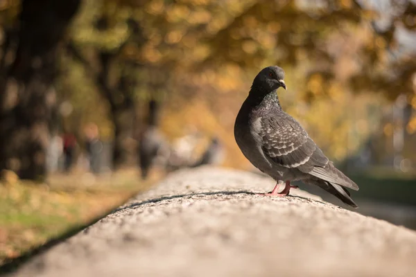 Гордий Голуб на стіні, освітлений прохолодною Зимове сонце — стокове фото