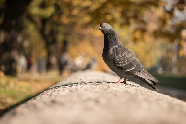 Гордий Голуб на стіні, освітлений прохолодною Зимове сонце — стокове фото