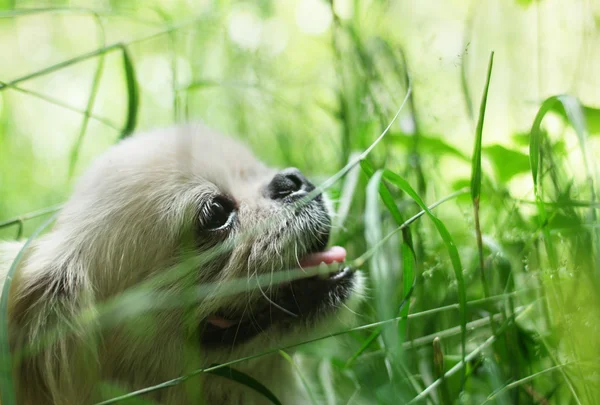 Lustiger Pekinese Hund lächelt — Stockfoto