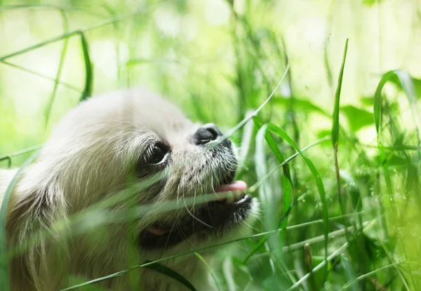 Vicces pekingi kutya mosolyogva — Stock Fotó