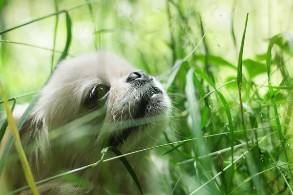 Vicces pekingi kutya mosolyogva — Stock Fotó