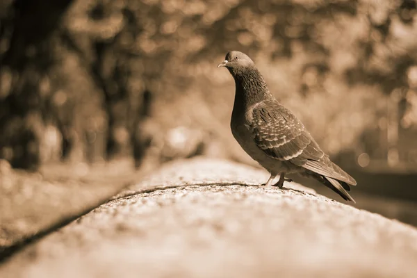 Duvardaki bir ılık kış güneş tarafından aydınlatılmış gurur güvercin — Stok fotoğraf