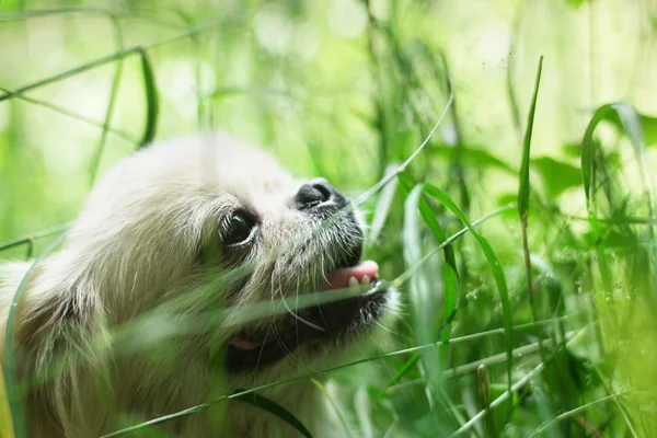 Divertido perro pekinés sonriendo —  Fotos de Stock