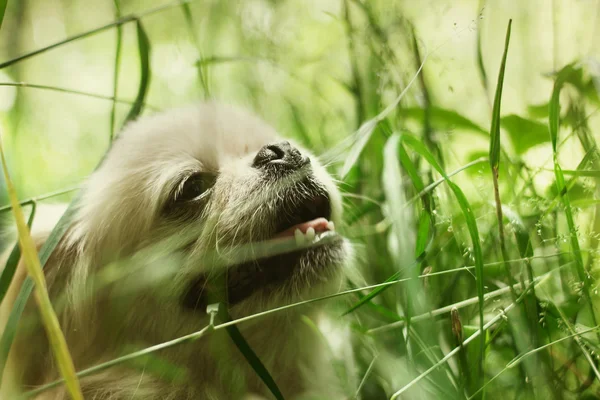 Divertido perro pekinés sonriendo —  Fotos de Stock