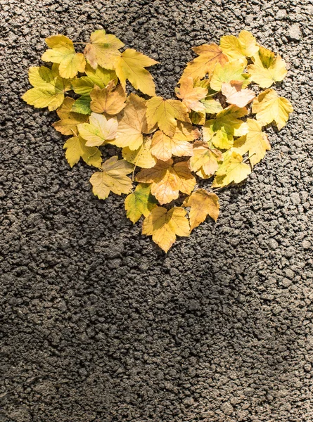 Herfstbladeren hart gouden — Stockfoto
