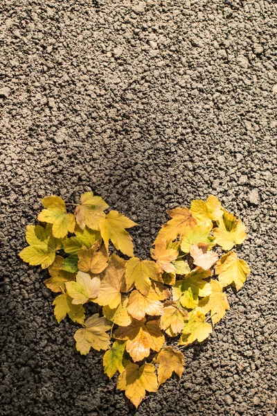 Herfstbladeren hart gouden — Stockfoto