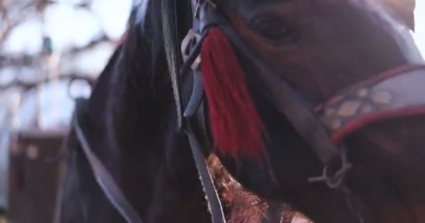 Paard close-up op zonnige dag — Stockvideo