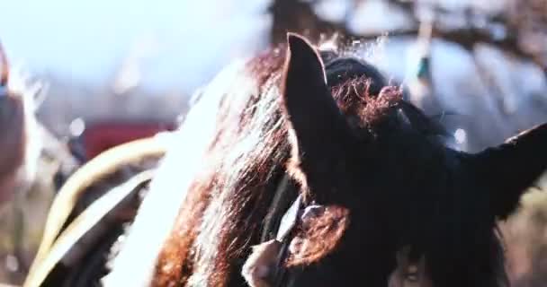 Женщина гладит лошадь — стоковое видео