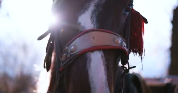 Лошадь крупным планом в солнечный день — стоковое видео