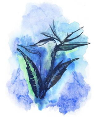 Güzelim strelitzia retinae ve bir böceğin grafik kompozisyonu