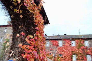Autumn colors on the stone walls at  Schnellenberg castle in Attendorn, Germany. In the Olpe district in North Rhine-Westphalia. clipart