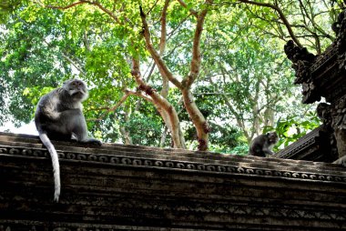 Maymunlar Bali Hindu Maymun Ormanı 'nın oyulmuş duvarında otururlar. Mandala Suci Wenara Wana ya da bilinen adıyla Ubud Maymun Ormanı, uzun kuyruklu balinaların doğal yaşam alanıdır.. 