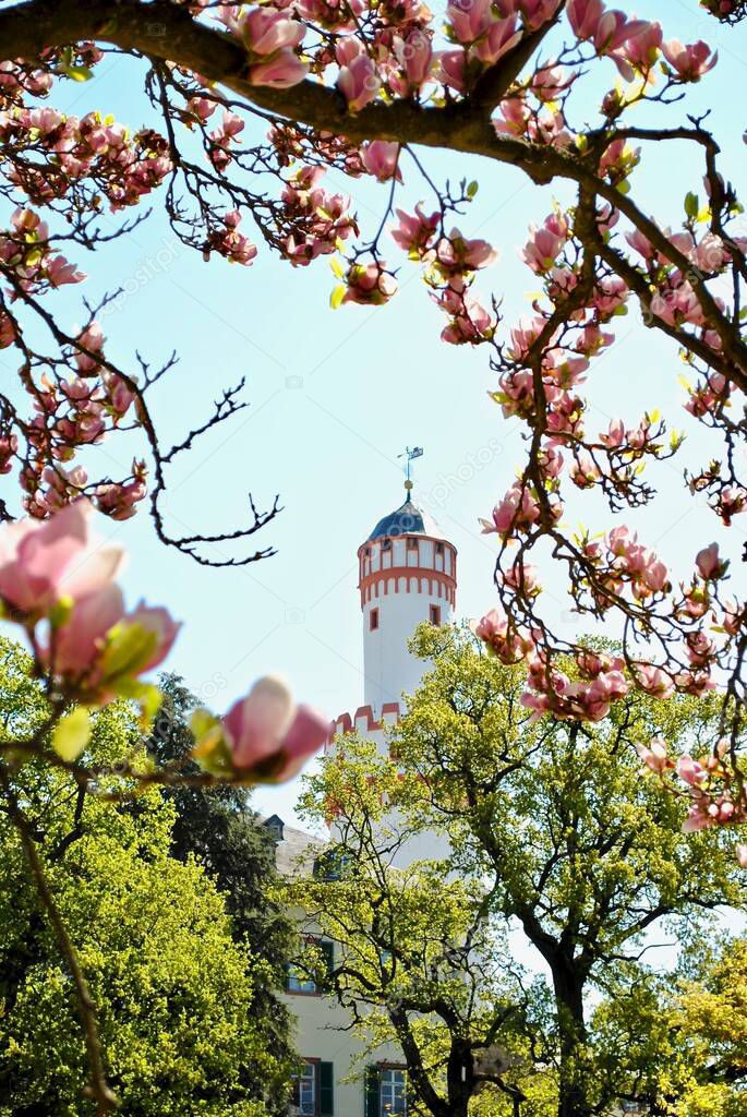 Bad Homburg Castle (Schloss Bad Homburg) is a castle and palace in the German city of Bad Homburg vor der Hhe, Germany. The White Tower (Weier Turm) seen through blooming fruit trees in the garden. 