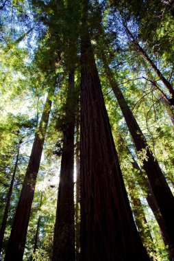 Humboldt Redwood State Park, Amerika Birleşik Devletleri 'nin Kaliforniya eyaletinin Kaliforniya eyaletinde bulunan ve dünyanın kalan en büyük kıyı kızılağaç ormanları olan Rockefeller Ormanı' nın bulunduğu parktır.. 