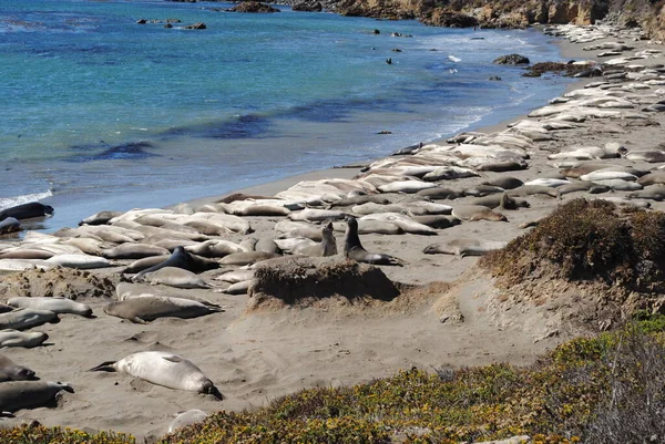 皮德拉斯布兰卡海滩 Piedras Blancas Beach 也被称为大象海豹海滩 Elephant Seals Beach 就在赫斯特城堡 Hearst — 图库照片