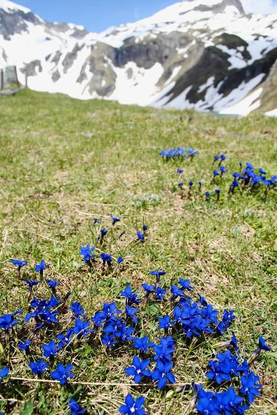 Flor Genciana Primaveral Azul Oscuro Gentiana Verna Largo Del Grossglockner — Foto de Stock