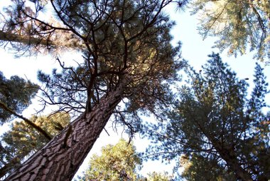 Lassen Volkanik Ulusal Parkı. Bitmeyen yeşil çam ağaçlarından oluşan eski bir korulukta sönük bir ışık. Kırmızı firavun, nam-ı diğer Abies magnifica, Kaliforniya kozalaklı ormanına hükmeden ağaçlar.. 