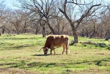 Teksas Longhorn 'u Lyndon B. Johnson Eyalet Parkı' ndaki Biscuits and Gravy ve Sauer-Beckmann Farmstead, Stonewall, Teksas 'ta yaşayan bir tarih çiftliği..