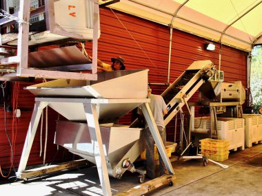 Red grapes loaded on conveyor belt for destemming - the process of separating stems from grape bunches. Removing the stems before fermentation reduces the tannins. 