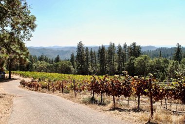 Northern California vineyard near Grass Valley. The vines grow on steeply terraced terrain in the Sierra Foothills. The 'View Forever Vineyard' is owned and operated by Lucchesi Vineyards and Winery.