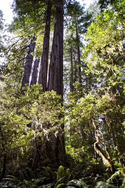 Леді Берд Джонсон Гроув Національному Парку Редвуд Редвуд Найвищі Дерева — стокове фото