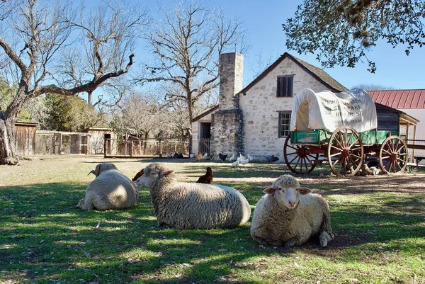 Stonewall Texas Usa Schafe Und Planwagen Lyndon Johnson State Park — Stockfoto