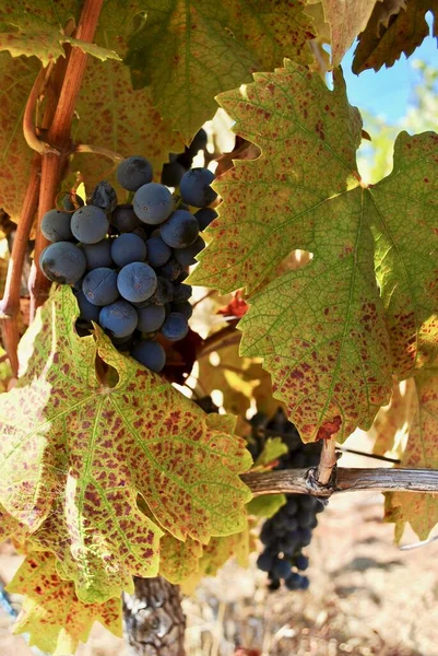 Lila Trauben Für Rotwein Werden Zur Ernte Gelesen Die Reben — Stockfoto