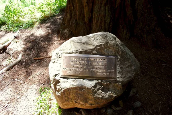 Muir Woods California Sign Marking Pinchot Tree Founders Grove Muir — стокове фото