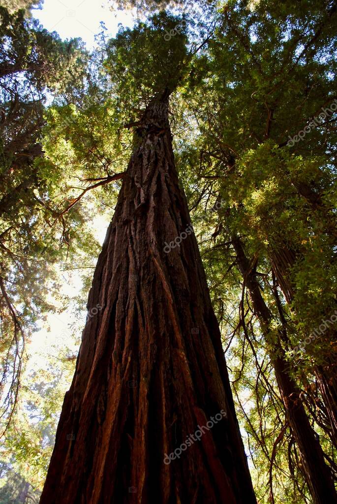 Redwood costero gigante llamado el árbol de Pinchot en los fundadores