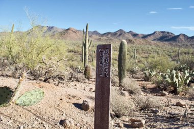 Tucson, Arizona yakınlarındaki Saguaro Ulusal Parkı 'nda kapalı levha. Saguaro, dikenli armut, cholla ve fıçı kaktüs ve Tucson Dağları bir çöl manzarasının arka planında.. 