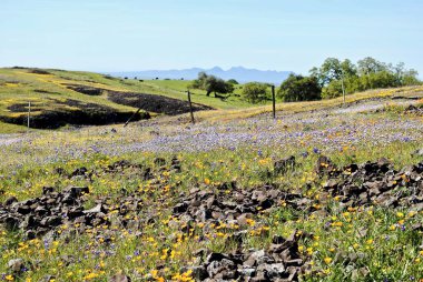 North Table Mountain Ecological Reserve, Oroville, California, Spring bloom with many wild flowers in bloom. Close up on California poppies, lupine, owls clover, and blue bonnet.  clipart