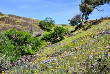 North Table Mountain Ecological Reserve, Oroville, California, Spring bloom with many wild flowers in bloom. Close up on California poppies, lupine, owls clover, and blue bonnet.  clipart