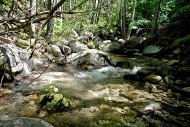 Whiskeytown Falls, Kaliforniya 'nın Whiskeytown National Recrea bölgesinde yer alan üç katlı bir şelaledir. Saklı Şelale olarak da bilinir. Bu bölge Carr Wildfire tarafından hasar gördü.. 