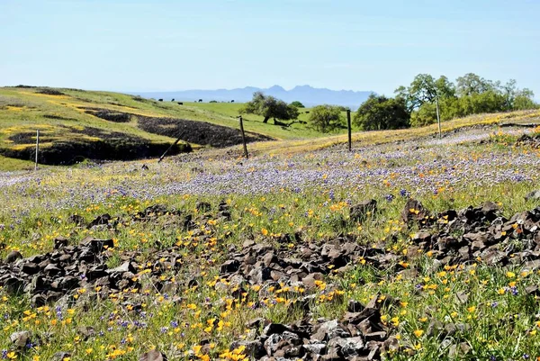Kuzey Masa Dağı Ekolojik Rezervi, Oroville, California, Bahar çiçekleri çiçek açıyor. Kaliforniya gelincikleri, lupin, baykuş yoncası ve mavi başlık yakın çekim. 