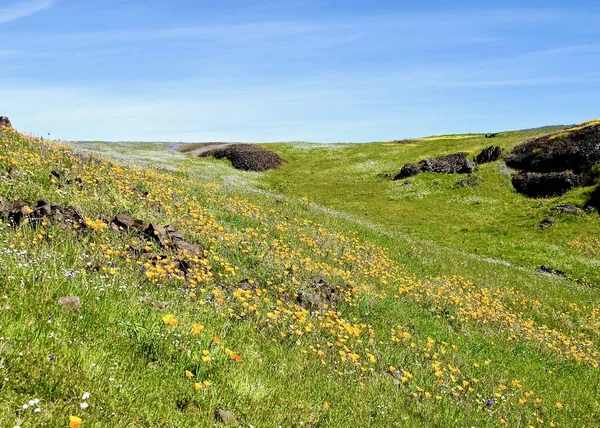 North Table Mountain Ecological Reserve, Oroville, California, Spring bloom with many wild flowers in bloom. Close up on California poppies, lupine, owls clover, and blue bonnet.