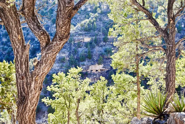 Walnut Canyon National Monument Hopi Wupatupqa Flagstaff Arizona Cañón Alberga —  Fotos de Stock