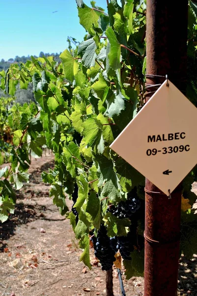 Malbec Ist Eine Violette Rebsorte Die Zur Herstellung Von Rotwein — Stockfoto