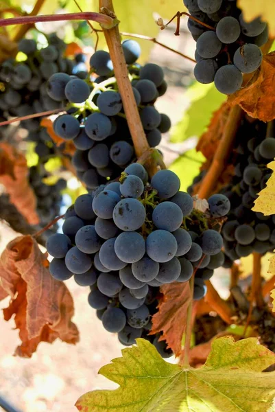 赤ワインのための紫色のブドウは収穫のために読んでいる ブドウはシエラ フットヒルズの段々畑で栽培されています — ストック写真
