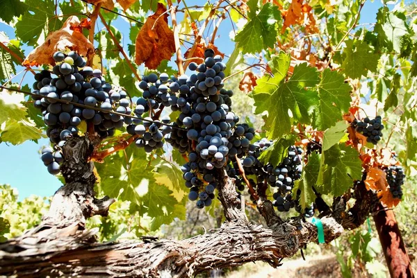 Las Uvas Púrpuras Para Vino Tinto Están Leyendo Para Cosecha —  Fotos de Stock