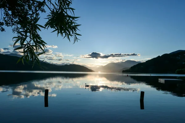 日没時にオーストリアのミルスターター湖の白鳥 湖は高いアルプスに囲まれています 湖の穏やかな表面は 太陽の光を反映します 手前に数本の木の枝がある 太陽は雲の後ろに隠れる — ストック写真