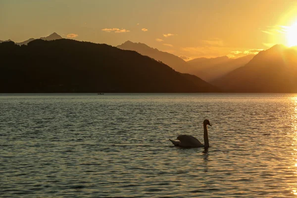 日没の間にオーストリアのミレター湖を横断する白鳥 湖は高いアルプスに囲まれています 陽射しを反射して湖の穏やかな表面 太陽は厚い雲の後ろに隠れる 落ち着いて — ストック写真