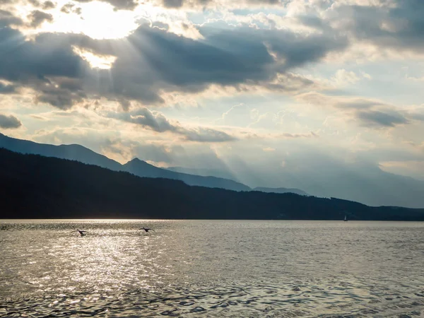 日没の間にオーストリアのミレター湖に上陸する白鳥のペア 湖は高いアルプスに囲まれています 陽射しを反射して湖の穏やかな表面 太陽は山の後ろに沈む — ストック写真