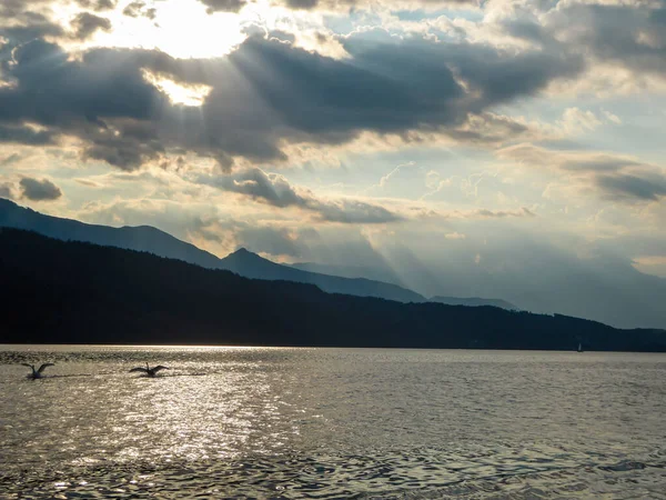 日没の間にオーストリアのミレター湖に上陸する白鳥のペア 湖は高いアルプスに囲まれています 陽射しを反射して湖の穏やかな表面 太陽は山の後ろに沈む — ストック写真