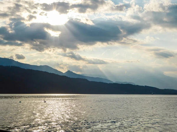 Paio Cigni Sbarcano Sul Lago Millstaetter Austria Durante Tramonto Lago — Foto Stock