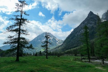 Avusturya 'da Dachstein bölgesinde bir Alp Vadisi, yemyeşil çayır. Etrafı karla kaplı yüksek bir dağ. Taşlı ve keskin dağlar. Bulutlu. Dağ eteğindeki yoğun orman.