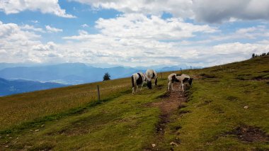 Avusturya Alpleri 'nde verimli ve geniş bir çayırda otlayan atları duymuştum. Etrafta bir sürü dağ zinciri var. Birkaç bulut yukarıda. Hayvanlar doğal ortamda. Dar bir yürüyüş yolu. Gezinme özgürlüğü