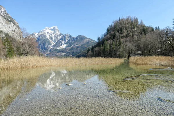 Der Leopoldsteiner See Österreich Ist Mit Einer Goldenen Süßwasserfahne Übersät — Stockfoto