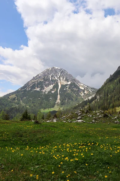 Панорамный Вид Альпийские Вершины Австрии Пышной Зеленой Долины Заросшей Желтыми — стоковое фото