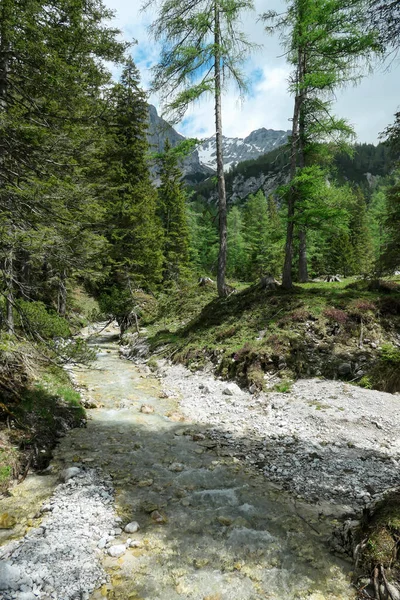 Torrente Que Corre Región Dachstein Austria Hay Denso Bosque Alrededor — Foto de Stock